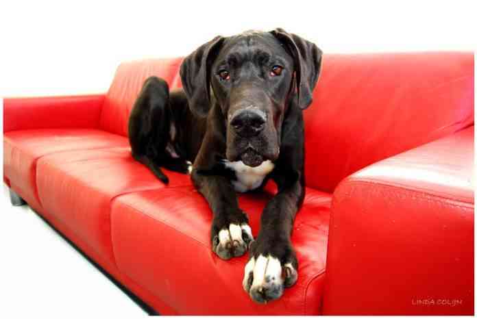 perros-mas-tranquilos perros más tranquilos