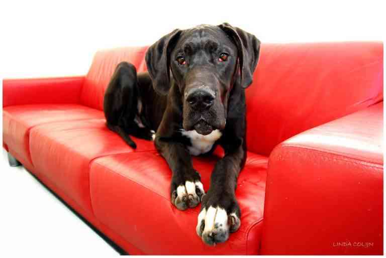 perros más tranquilos