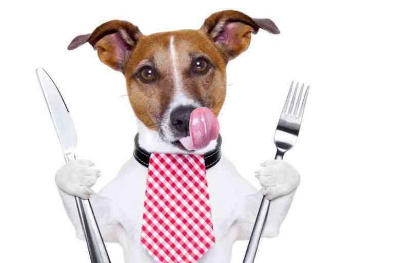 10 restaurantes que admiten perros en Madrid