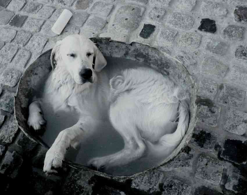 bañar mascotas