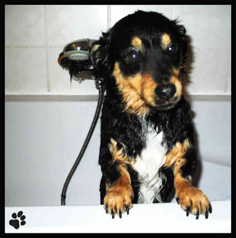 bañar mascotas