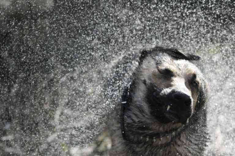 10 consejos para bañar mascotas y no convetir tu baño en una piscina 10 consejos para bañar mascotas y no convetir tu baño en una piscina