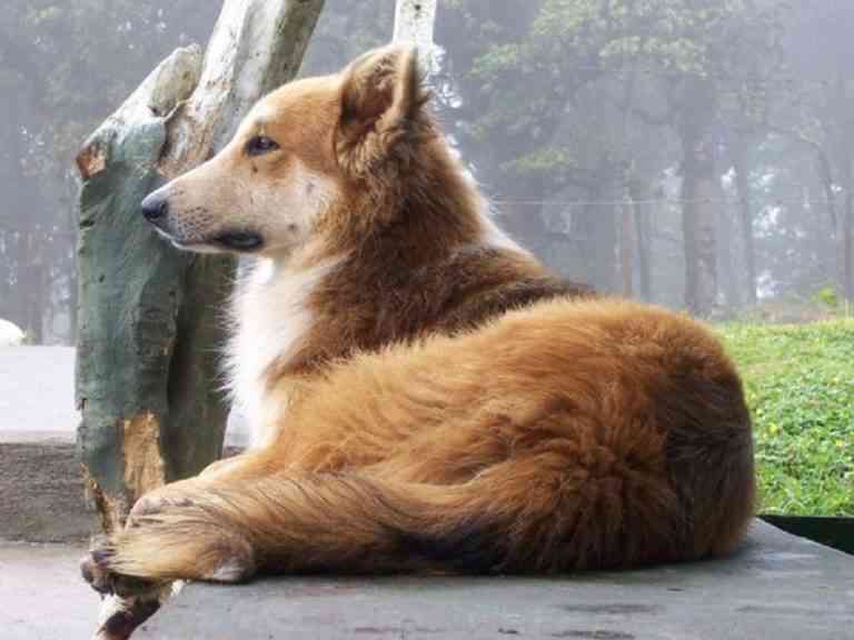 cambio de pelo en los perros