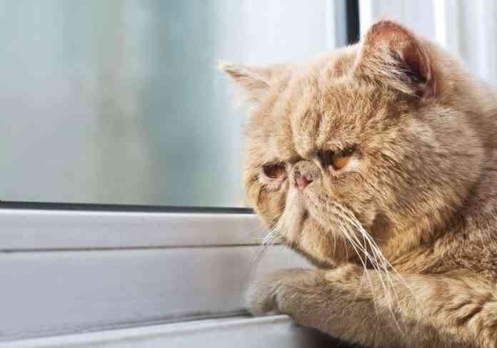 Inmunodeficiencia felina