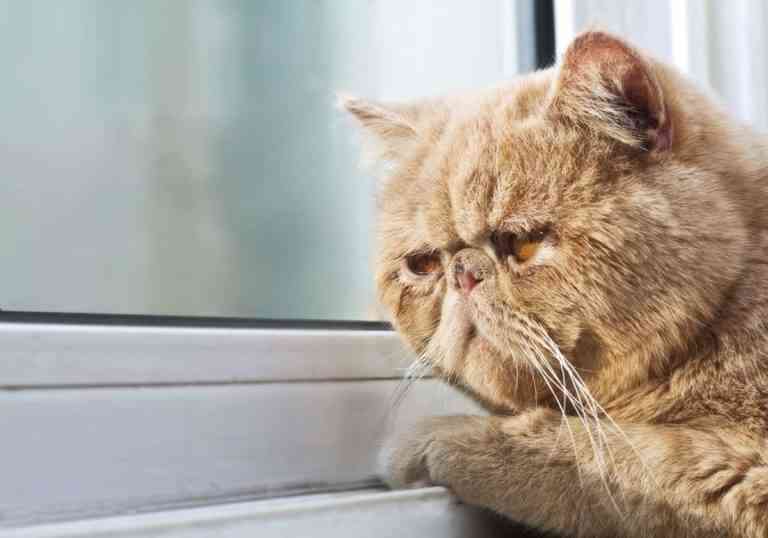 Inmunodeficiencia felina: ¿cuáles son sus síntomas y cómo tratarla? Inmunodeficiencia felina: ¿cuáles son sus síntomas y cómo tratarla?