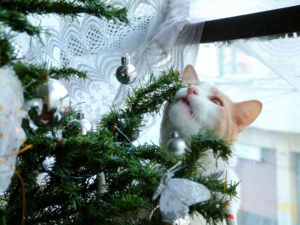 gato se coma el árbol de Navidad