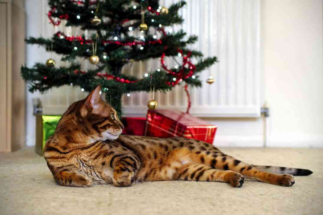 gato se coma el árbol de Navidad