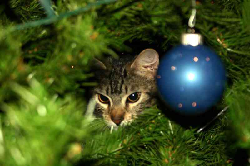 Arbol de navidad para gatos