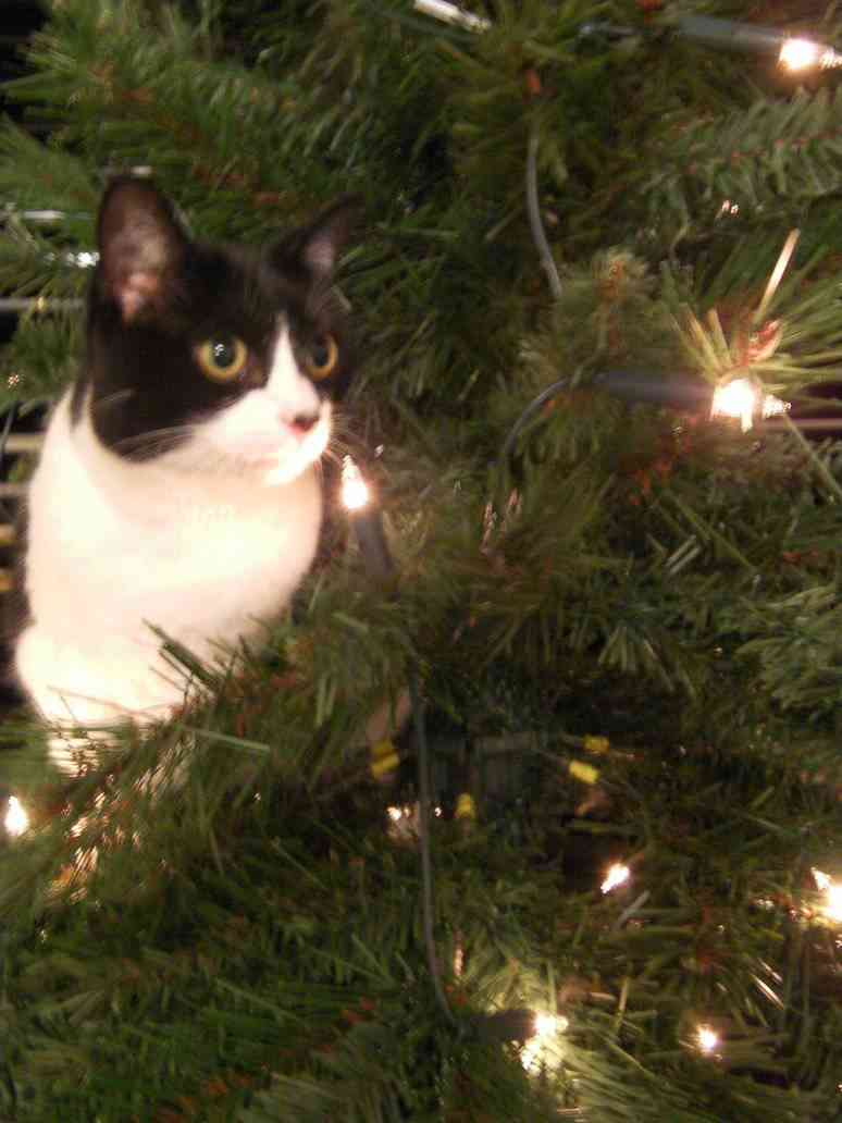 gato se coma el árbol de Navidad