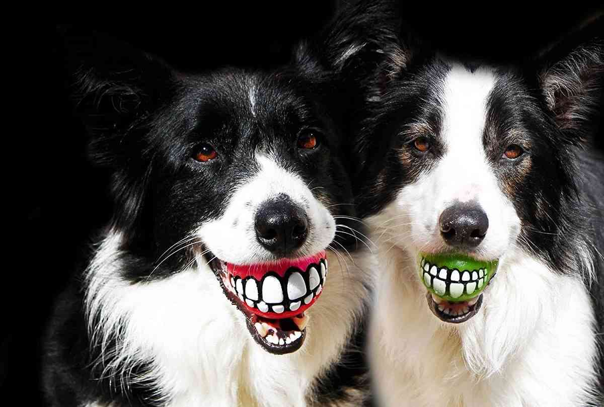 regalos para amantes de los perros