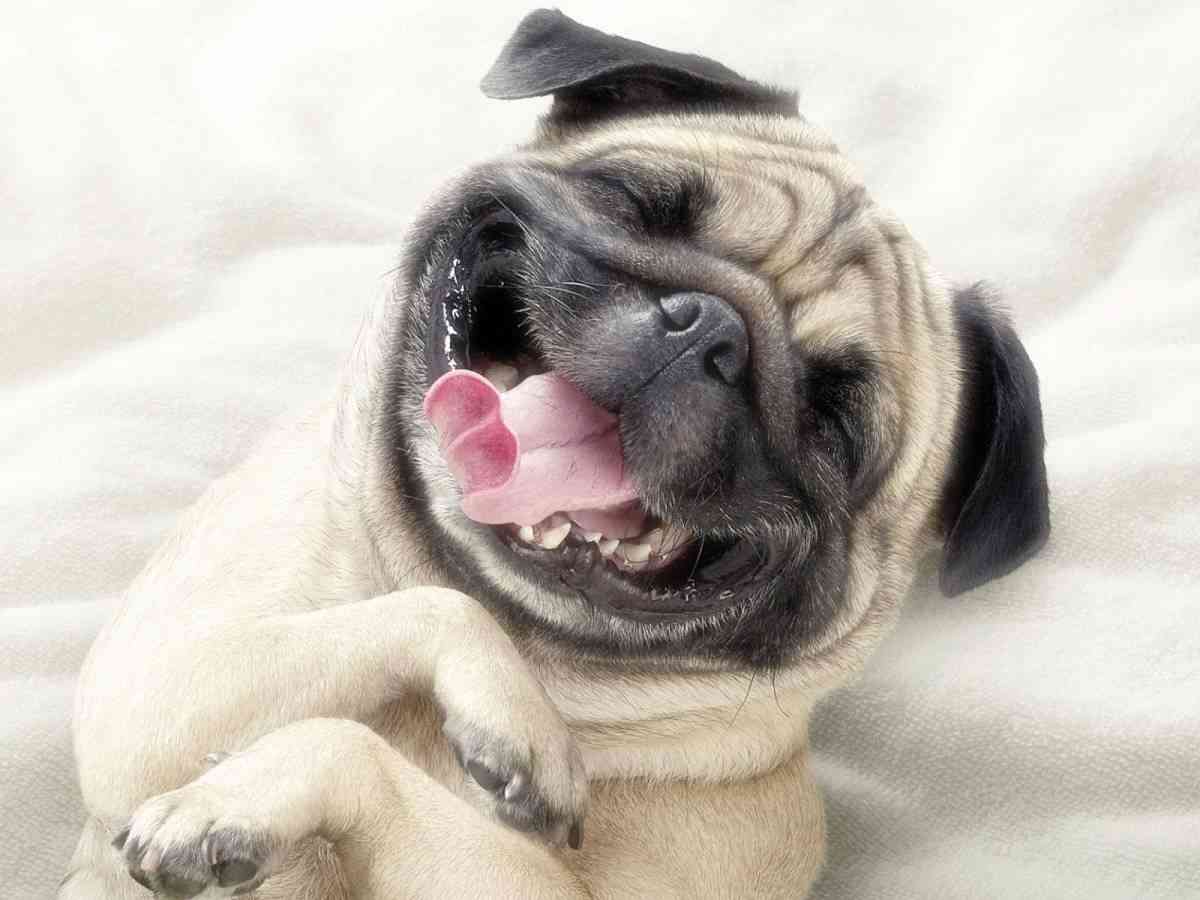 20 V deos De Perros Graciosos Que No Puedes Perderte 20 V deos De Perros Graciosos Que No Puedes Perderte
