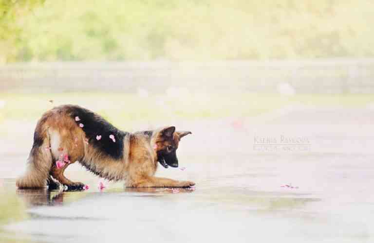 5 cualidades impresionantes del perro Pastor Alemán 5 cualidades impresionantes del perro Pastor Alemán