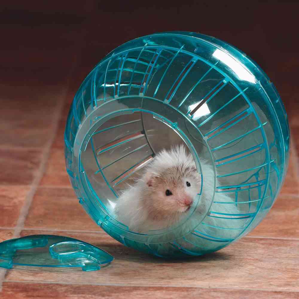 Resultado de imagen para Juguetes para hamsters que debes tener