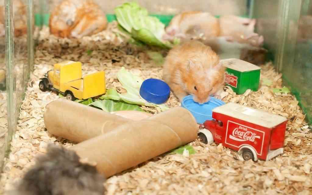 Juguetes para hámster e ideas para fabricar en casa ¡Echa un vistazo!