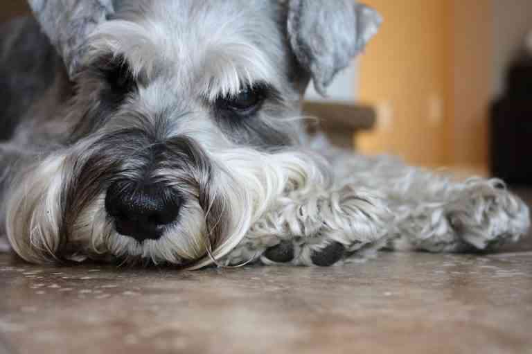Comienza la gran oleada de abandonos de animales: en estos días se abandonan un 40% más Comienza la gran oleada de abandonos de animales: en estos días se abandonan un 40% más