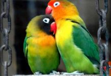 10 consejos y cuidados básicos del agapornis o inseparables cuidados básicos del agapornis
