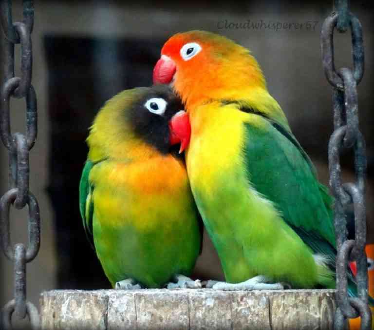 10 consejos y cuidados básicos del agapornis o inseparables 10 consejos y cuidados básicos del agapornis o inseparables