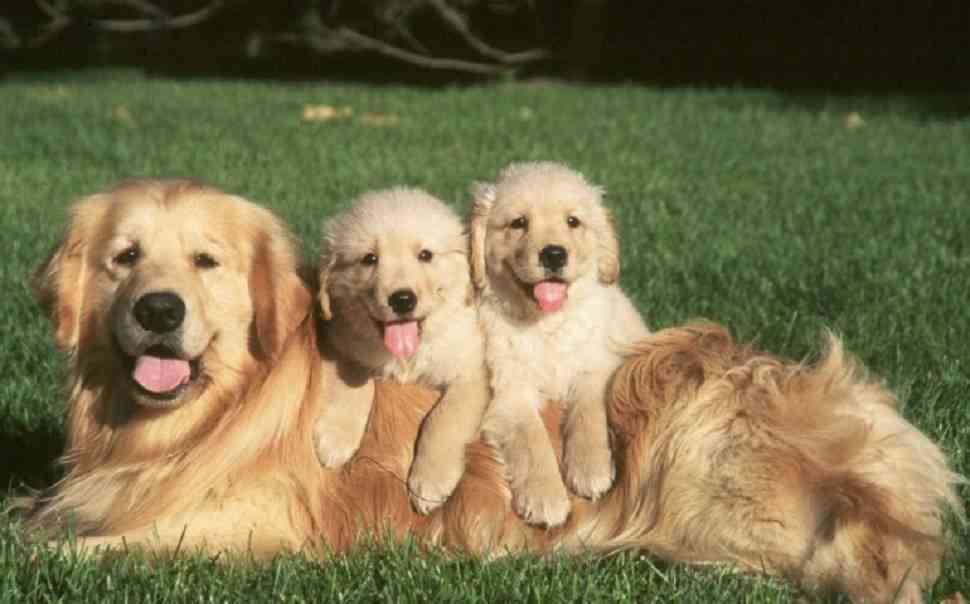 golden retriever