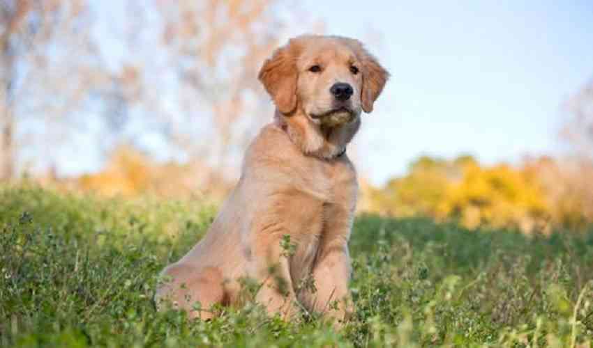 golden retriever