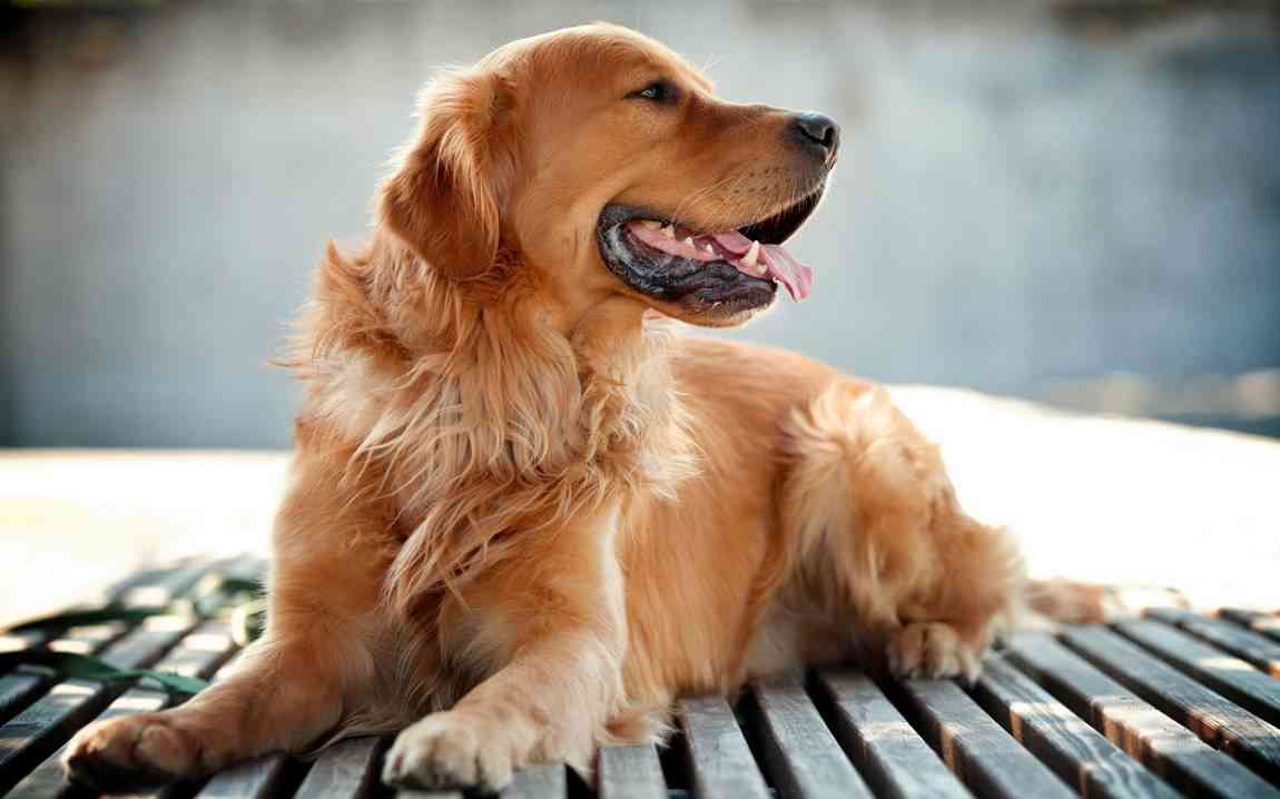 golden retriever