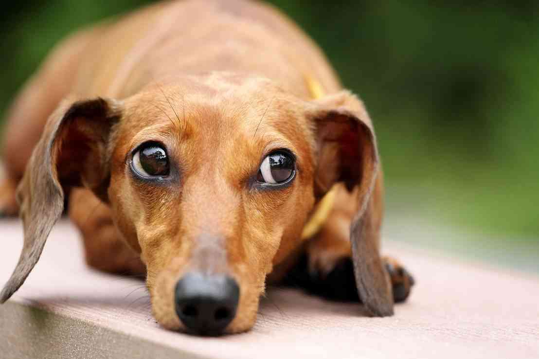 golpe de calor en perros