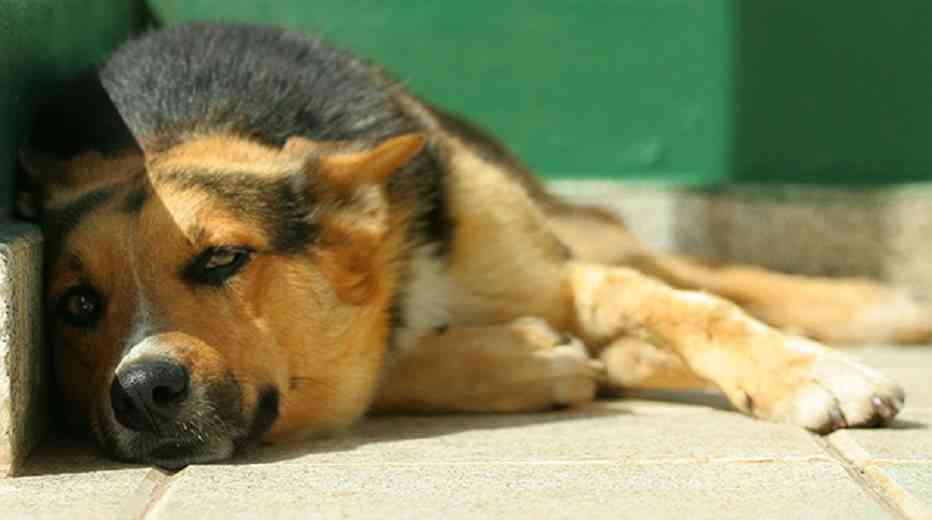 golpe de calor en perros