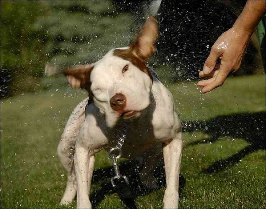 golpe de calor en perros