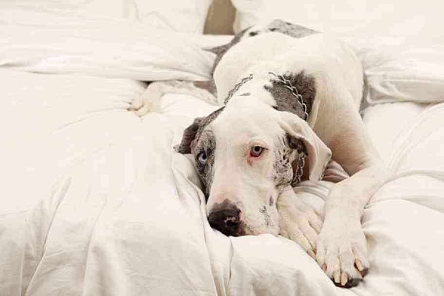 golpe de calor en perros