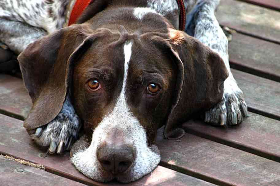 golpe de calor en perros