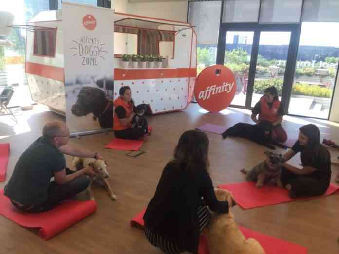 mascotas en trabajo 1