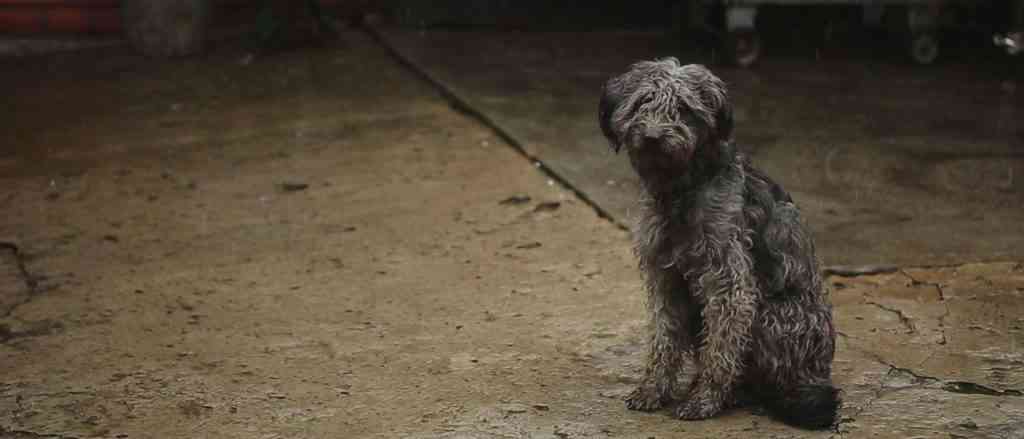 La cifra de abandono se estanca en España