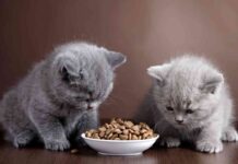 Bowl of cat food and two kittens