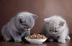 alimentacion para el cuidado de nuestros gatos