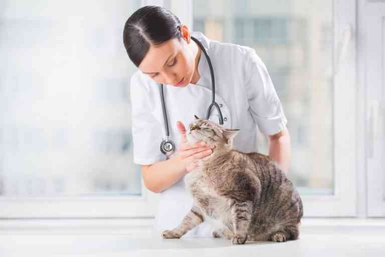 ¿Tienes un gato? Descubre estos consejos básicos para su cuidado ¿Tienes un gato? Descubre estos consejos básicos para su cuidado