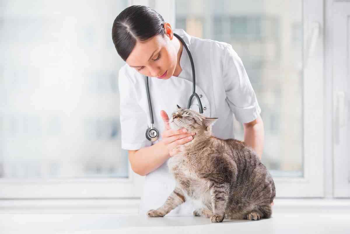 veterinario para el cuidado de nuestros gatos