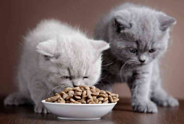¿Quieres mejorar la dieta de tu gato? Estos consejos os ayudarán a conseguirlo ¿Quieres mejorar la dieta de tu gato? Estos consejos os ayudarán a conseguirlo