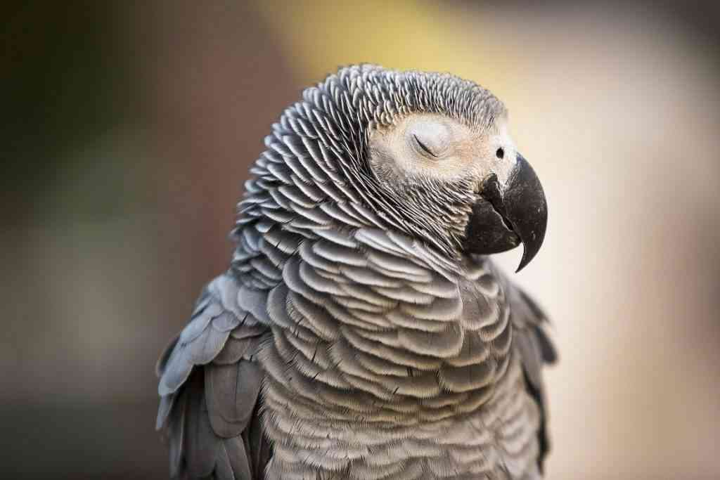 cuidados generales de las aves