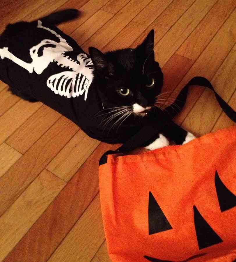 Disfraces de Halloween para perros y gatos