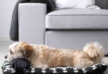 ikea lurvig mascotas 6