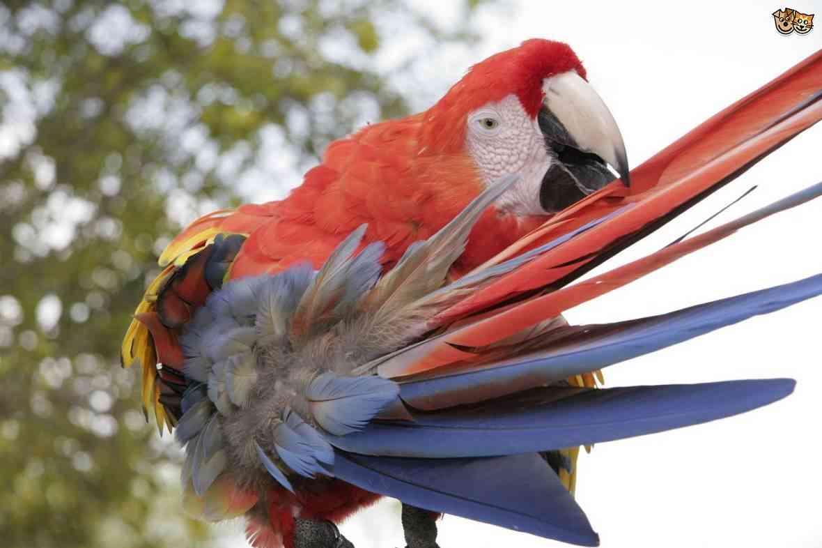 enfermedades más comunes en los pájaros