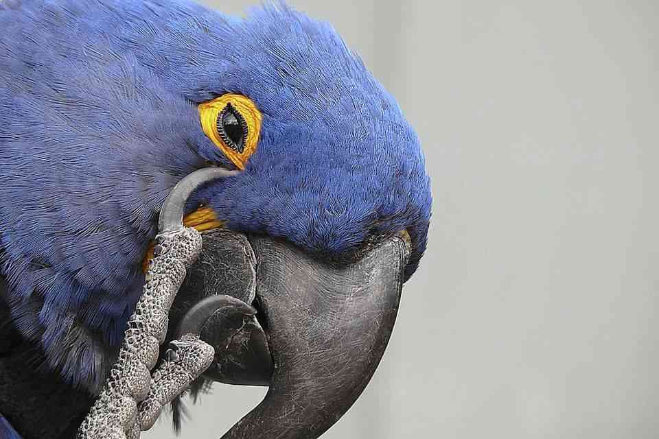 enfermedades más comunes en los pájaros