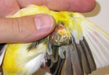 Las enfermedades más comunes en los pájaros enjaulados enfermedades más comunes en los pájaros