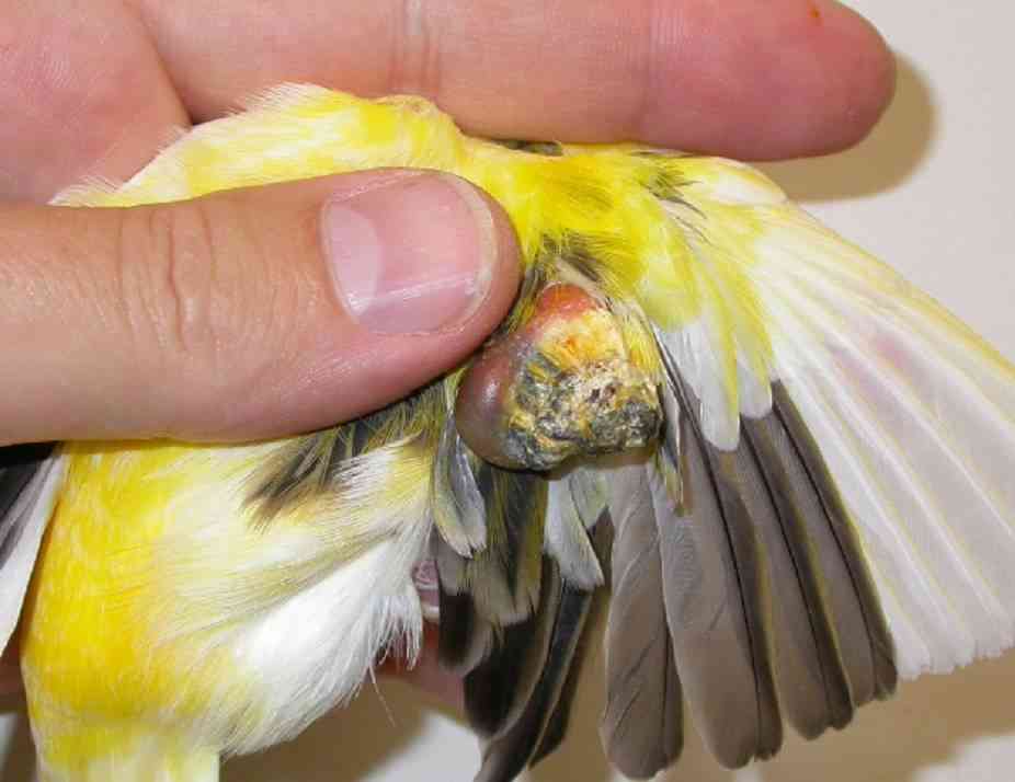 enfermedades más comunes en los pájaros