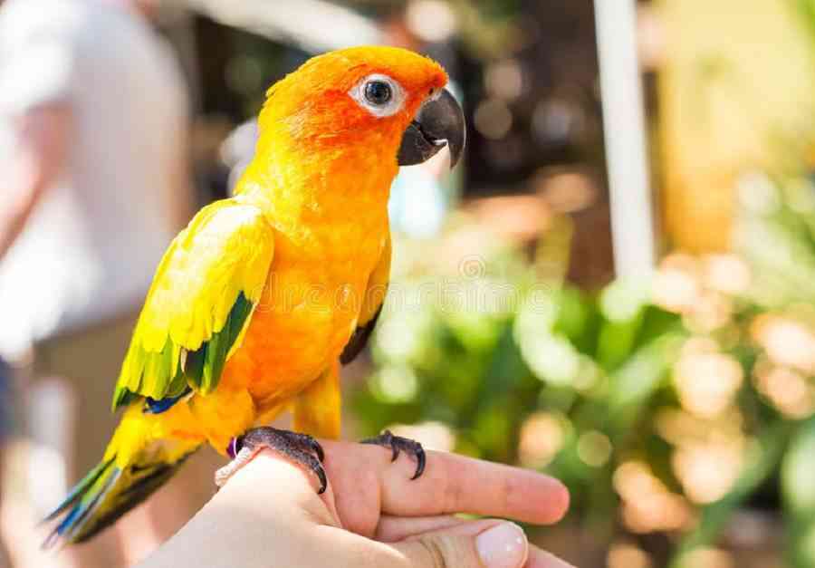 enfermedades más comunes en los pájaros