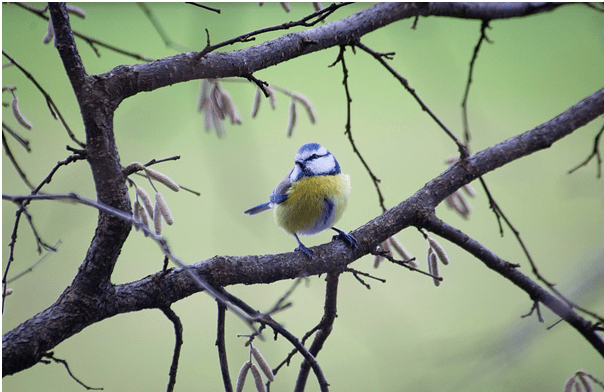 Resultado de imagen para los pajaros