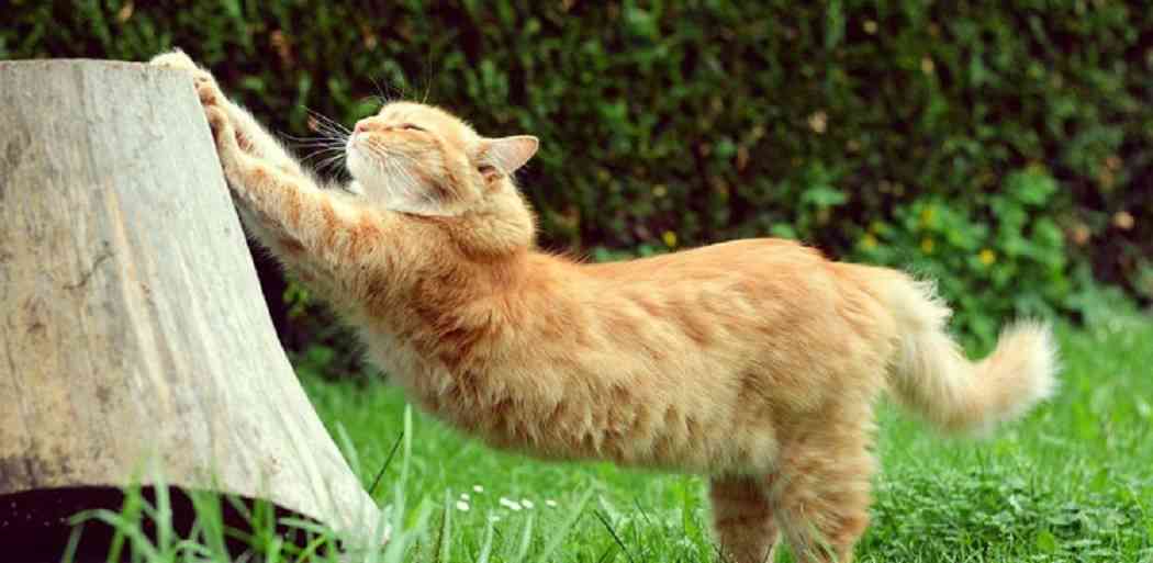 cuidados básicos de un gato senior