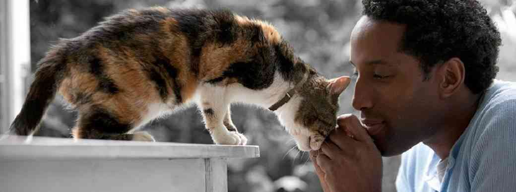 cuidados básicos de un gato senior