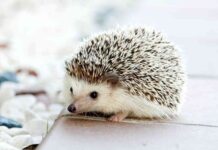 Los cuidados básicos de un erizo como animal de compañía cuidados básicos de un erizo
