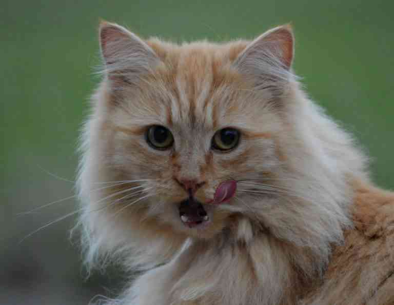 Cuánto debe comer un gato