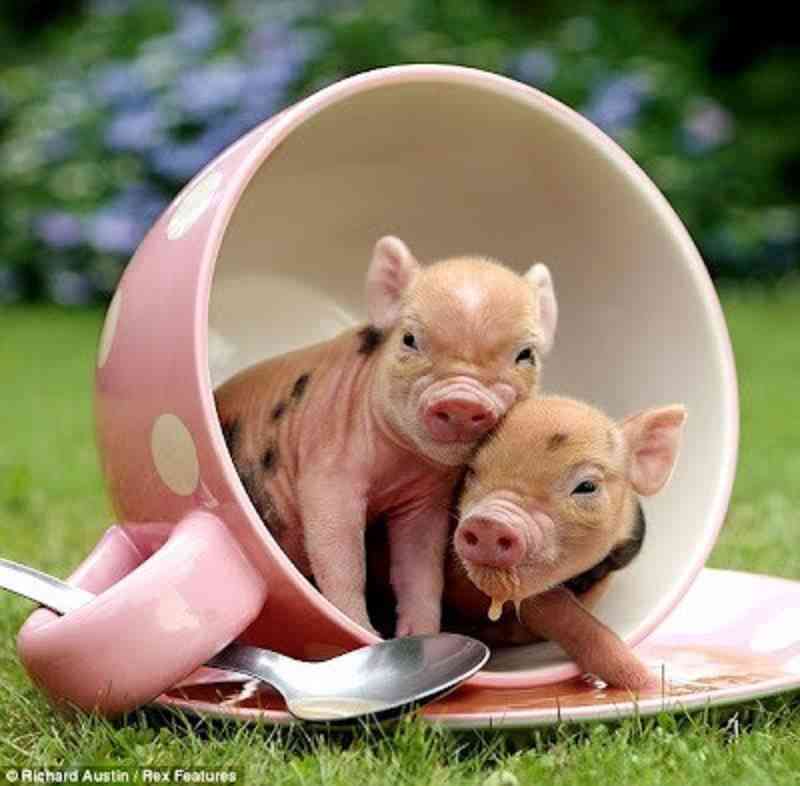 cuidados básicos de un cerdo vietnamita